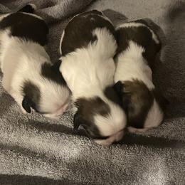 Shih Tzu Puppies from Willow Lane Shih Tzus