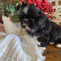 Beau - Black and white male Shih Tzu puppy in Taylorsville, North Carolina from Feather & Tail Acres
