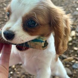 Tiny - Blenheim female Cavalier King Charles Spaniel puppy in Tahlequah, Oklahoma from Love Some Dogs Dachshunds & Cavalier King Charles Spaniels,Cavapoos