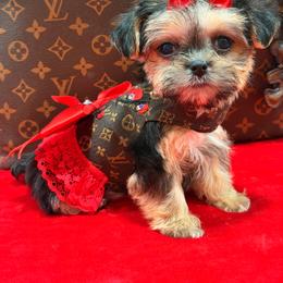 Angie - Black and gold female Morkie puppy in Cooper City, Florida from Jenny La Bone