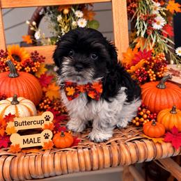 Buttercup - Parti male Maltipoo puppy in Dover, Florida from Country Cottage Puppies