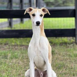 Rebel - Whippet
