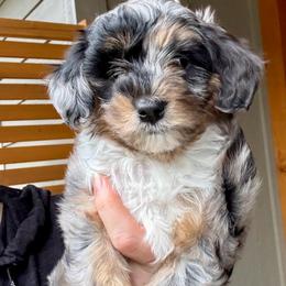 Trillium - Merle female Sheepadoodle puppy in Roseburg, Oregon from Sharon’s Sheepadoodle’s