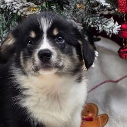 Outlaw - Black and tan male Pembroke Welsh Corgi puppy in Charleston, Arkansas from Hilltop Corgis