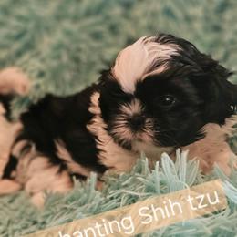 Akc Domino - Black and white male Shih Tzu puppy in Dexter, Kentucky from Enchanting Shih tzu