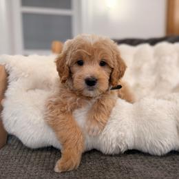 Boy 1 - Apricot male Goldendoodle puppy in North Royalton, Ohio from Johnson's Doodles