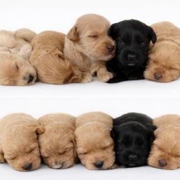 Male 2 - Apricot male Australian Labradoodle puppy in Londonderry, New Hampshire from Granite State Labradoodles