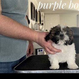 Froggy - Red and white male Shih Tzu puppy in Doña Ana County, New Mexico from White Sands Shih Tzu's
