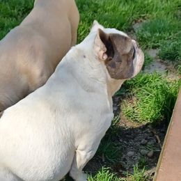 Pearl - French Bulldog