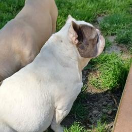Pearl - French Bulldog