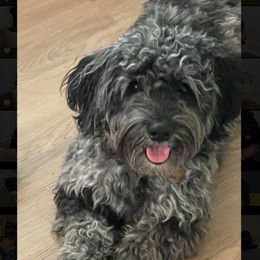 Ivy - Goldendoodle