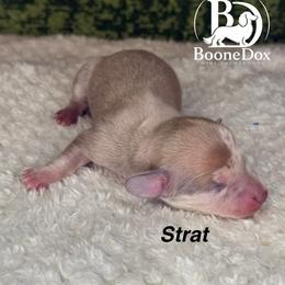 Strat - Dapple male Dachshund puppy in Lexington, Oklahoma from BooneDox Miniature Dachshunds