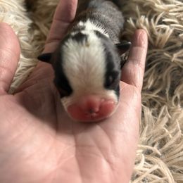 Bootsie black brindle boy 5 - Black brindle and white male Boston Terrier puppy in Yakima, Washington from Barnett’s AKC Boston Terriers