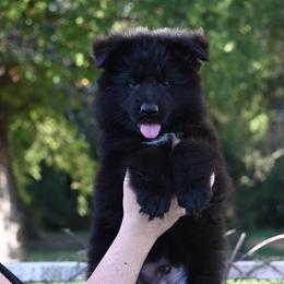 Moose - Black male German Shepherd puppy in Azle, Texas from Alsup German Shepherds