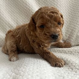 Venus - Cavapoo puppy from New England Cavapoos