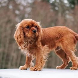 Cavapoo puppies from North Cascades Doodles