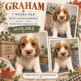 Graham - Parti male Goldendoodle puppy in Macclenny, Florida from Baker County Goldendoodles