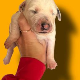 Citrine - White and black male Dalmatian puppy in Bremen, Georgia from Clark’s Dalmatians