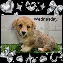 Wednesday - Red female Pembroke Welsh Corgi puppy in Kiowa, Colorado from Cool Water Corgis LLC