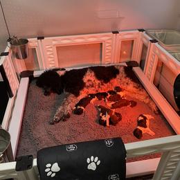 Poodle Puppies from Apricity Poodles