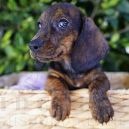 Rose - Brindle female Dachshund puppy in Temecula, California from Naomi Magee's Dachshund Kennel
