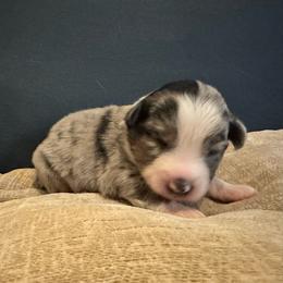 Calypso - Blue merle female Australian Shepherd puppy in Monroe, North Carolina from Meekey Family Aussies