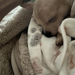 Chihuahua Puppies from Most Treasured Chihuahuas