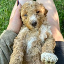 Aurora - Apricot female Aussiedoodle puppy in Upper Lake, California from Redwood Aussiedoodles