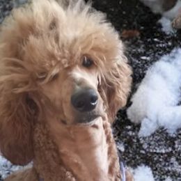 Aussiedoodles, Bernedoodles, Golden Aussiedoodles, and Poodles from Frozen North Poodles and Doodles