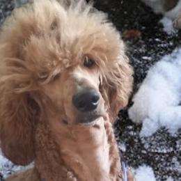 Aussiedoodles, Bernedoodles, Golden Aussiedoodles, and Poodles from Frozen North Poodles and Doodles