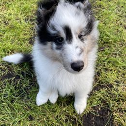 Shetland Sheepdog Puppies from Luxe Shetland Sheepdogs