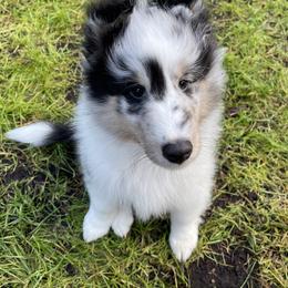 Shetland Sheepdog Puppies from Luxe Shetland Sheepdogs