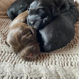 Australian Labradoodle and Labradoodle Puppies from Tango Wool Labradoodles