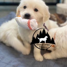 Dachshund and Golden Retriever Puppies from Charmm Dachshunds & English Cream Golden Retrievers
