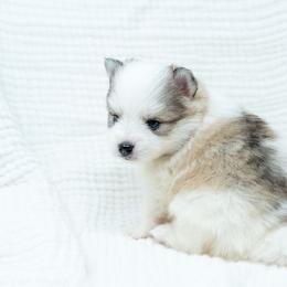 Skylar - Silver and white male Pomsky puppy in Spring City, Pennsylvania from Pomsky Power Puppies