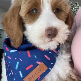 Goldendoodle Puppies from Comfort & Cuddle Co