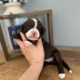 Strudel - Brown and white female Bernedoodle puppy in Waco, Texas from Blessings Pups Doodles