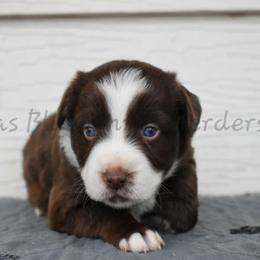 Girl 1 - Red tri female Miniature Australian Shepherd puppy in Lubbock, Texas from Texas Bluebonnet Herders