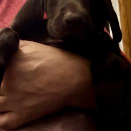 Girl 3 - Liver female German Shorthaired Pointer puppy in Aitkin, Minnesota from Whispering’s GunDogs
