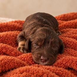 Ember - Chocolate female Cavapoo puppy in Floyd, Virginia from Hearts and Paws Poodles and Doodles