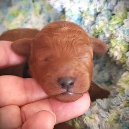 Black Collar Male - Red  male Poodle puppy in Falcon, Missouri from Cedar House Heritage Poodles | AKC Toy & Miniature Poodle Puppies Raised in Home