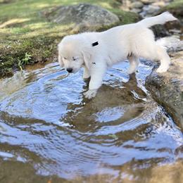 Golden Retriever Puppies from Suncoast Goldens