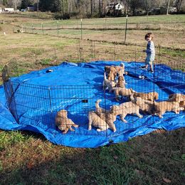 Golden Retriever Puppies from Magnolia Hill Golden Retrievers