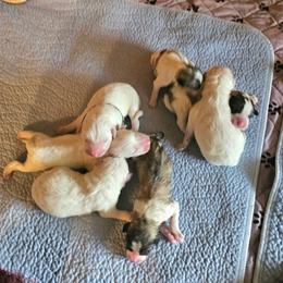 Girl 4 - White and badger female Great Pyrenees puppy in Yucaipa, California from Rusty Horse Ranch Great Pyrenees