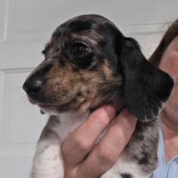 Maevis's black and tan dapple brindle piebald boy - Dapple male Dachshund puppy in Declo, Idaho from Dozendachs