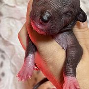 Teicuih - Slate Xoloitzcuintli puppy in Victorville, California from Elegancia Vintage Xoloitzcuintle