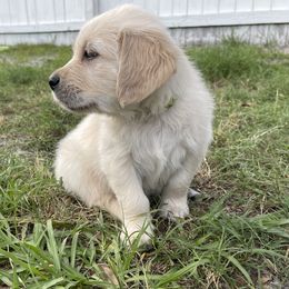 Golden Retriever Puppies from Blue water Goldens