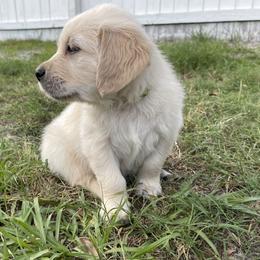 Golden Retriever Puppies from Blue water Goldens