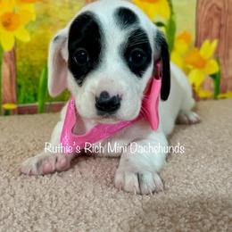 Girl two - Black and cream female Dachshund puppy in Lakeland, Florida from Ruthie’s Rich Mini Dachshunds