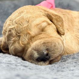 Rachel Pink Collar - Red  female Goldendoodle puppy in Lexington, North Carolina from Deborah’s Doodles